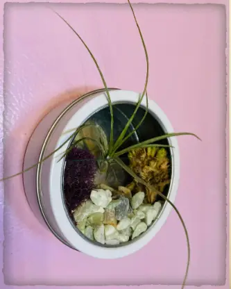 Main image for Crafts for Grown Ups: Air Plant Magnet
